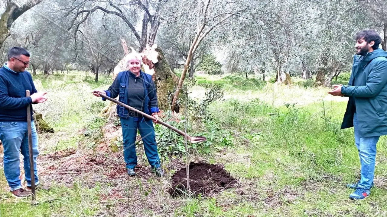 Nuovi ulivi al posto di quelli tagliati e bruciati, l’abbraccio solidale all’imprenditrice di Rosarno vittima negli anni di diverse intimidazioni