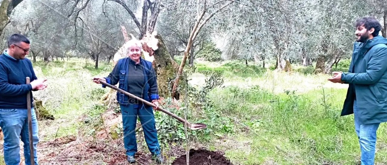 Nuovi ulivi al posto di quelli tagliati e bruciati, l’abbraccio solidale all’imprenditrice di Rosarno vittima negli anni di diverse intimidazioni
