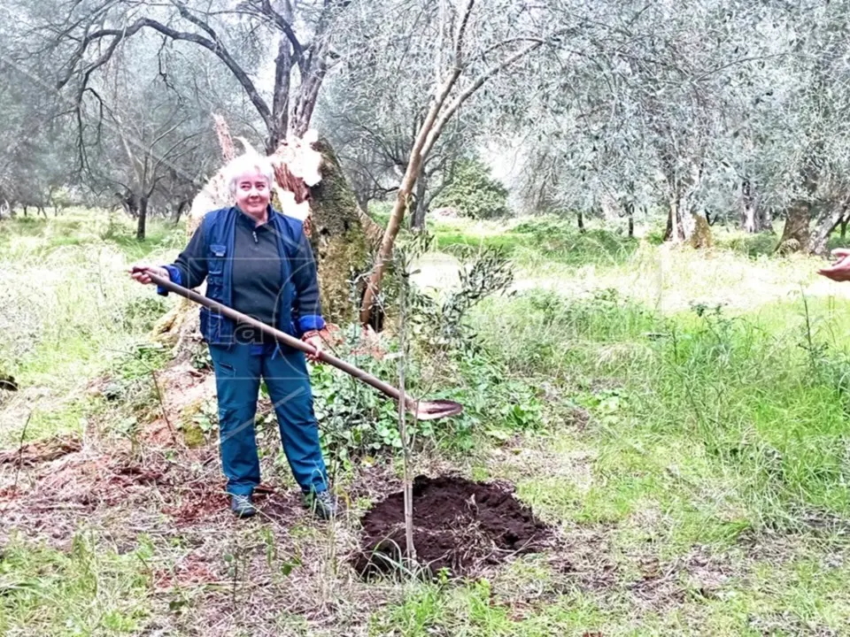 Nuovi ulivi al posto di quelli tagliati e bruciati, l’abbraccio solidale all’imprenditrice di Rosarno vittima negli anni di diverse intimidazioni
