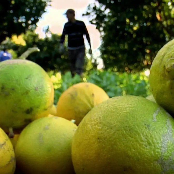 La guerra del bergamotto reggino tra Dop e Igp: i produttori che vogliono l’Indicazione geografica protetta non mollano