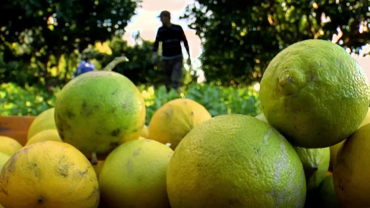 La guerra del bergamotto reggino tra Dop e Igp: i produttori che vogliono l’Indicazione geografica protetta non mollano