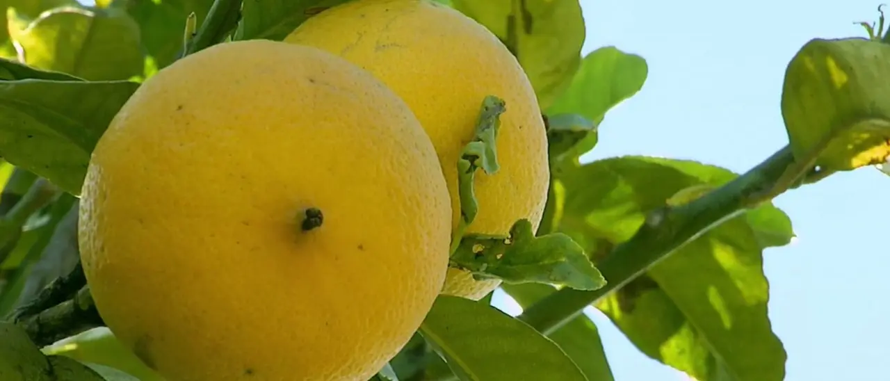 Caso Bergamotto, il Consorzio a favore della Dop: «Unico vero strumento per tutelare i produttori»