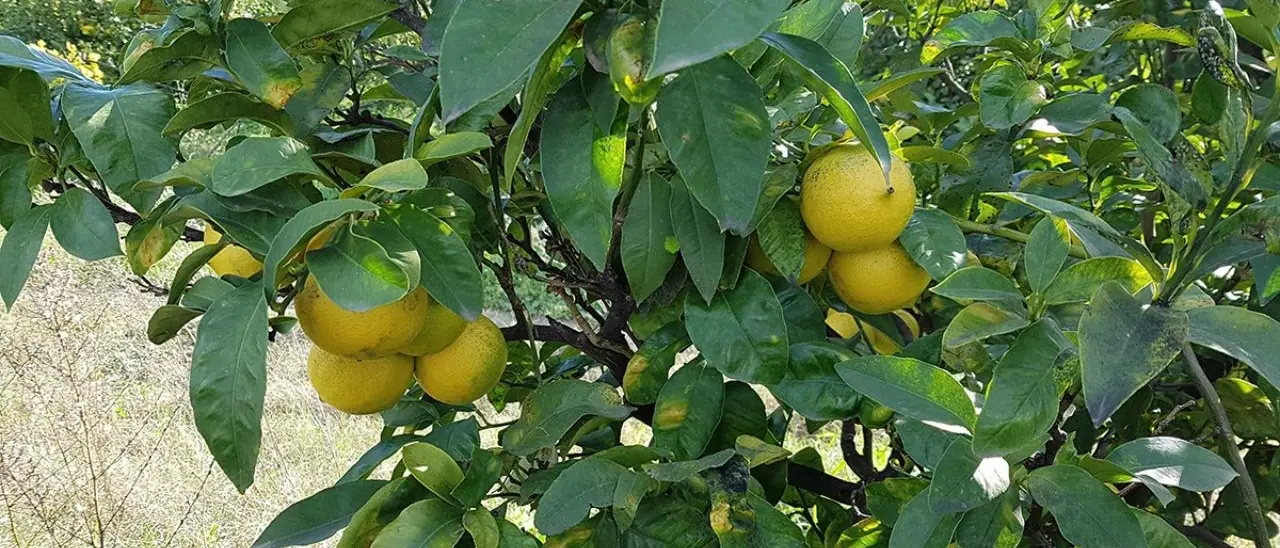 Bergamotto, le polemiche frenano lo sviluppo. L’imperatore degli agrumi può trainare l’economia del Reggino: ecco come