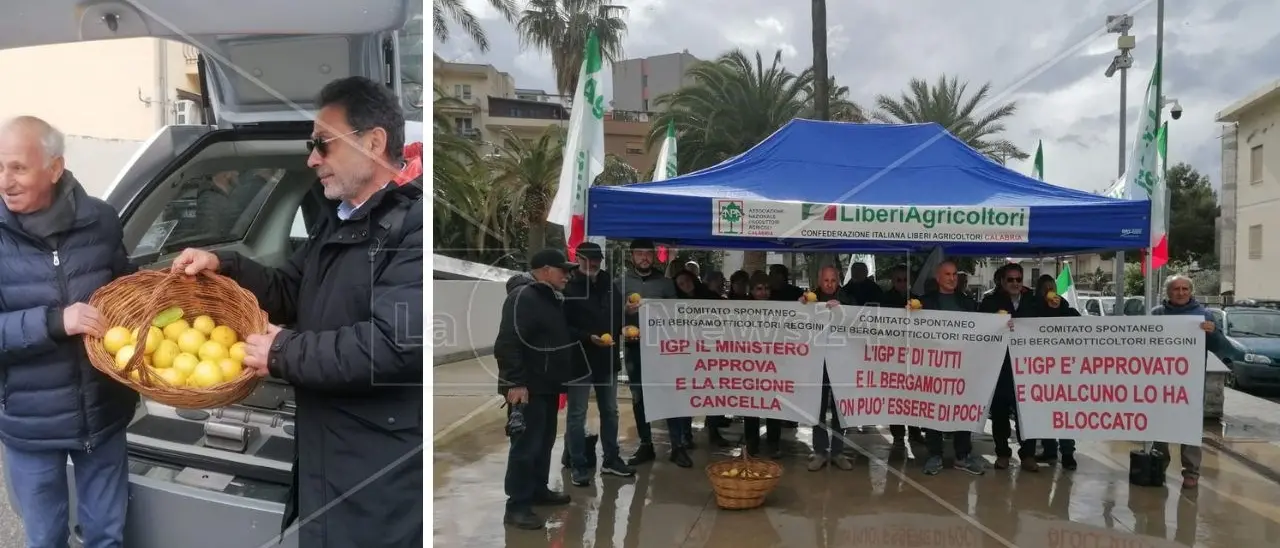 La guerra del bergamotto continua, sit-in dei produttori: «Occhiuto spieghi il dietrofront sull’Igp»