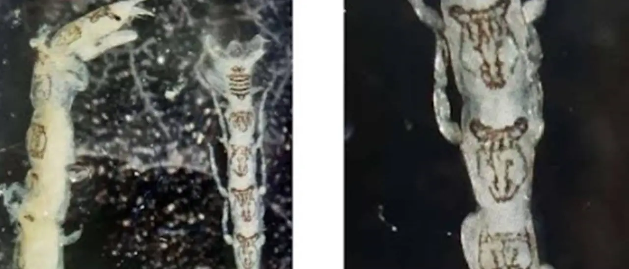 Nuova specie marina trovata nelle acque del porto di Gioia Tauro, è un piccolo crostaceo