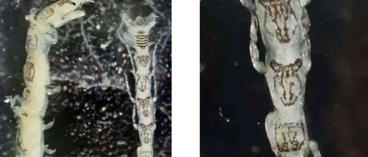 Dall’Australia alle acque di Gioia Tauro, trovata una nuova specie marina nei fondali del porto