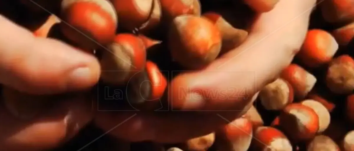 La piccola filiera calabrese che coltiva il nocciolo per la Nutella: le grandi potenzialità dell’accordo con la Ferrero
