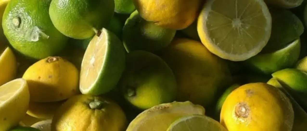 Università di Reggio, Camera di commercio e associazioni agricole unite per il bergamotto Dop: «Unico modo per tutelare l‘agrume»