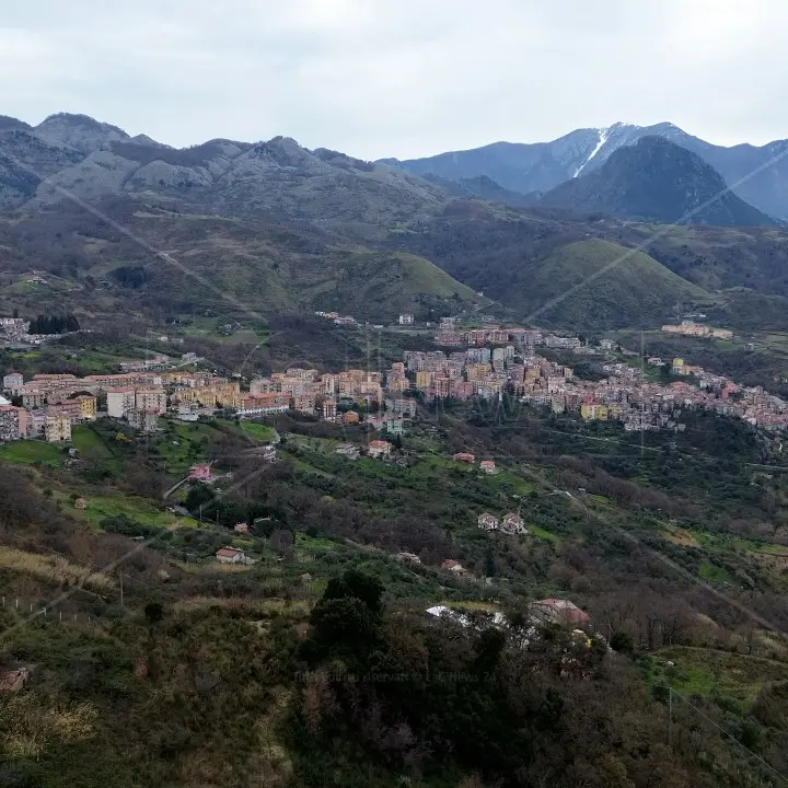 Le “vacche sacre” di Verbicaro saranno rinchiuse in un recinto e sottoposte a controlli