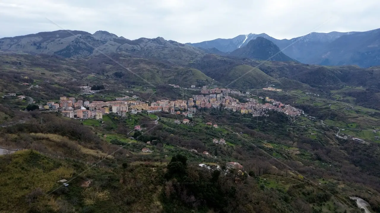 Le “vacche sacre” di Verbicaro saranno rinchiuse in un recinto e sottoposte a controlli