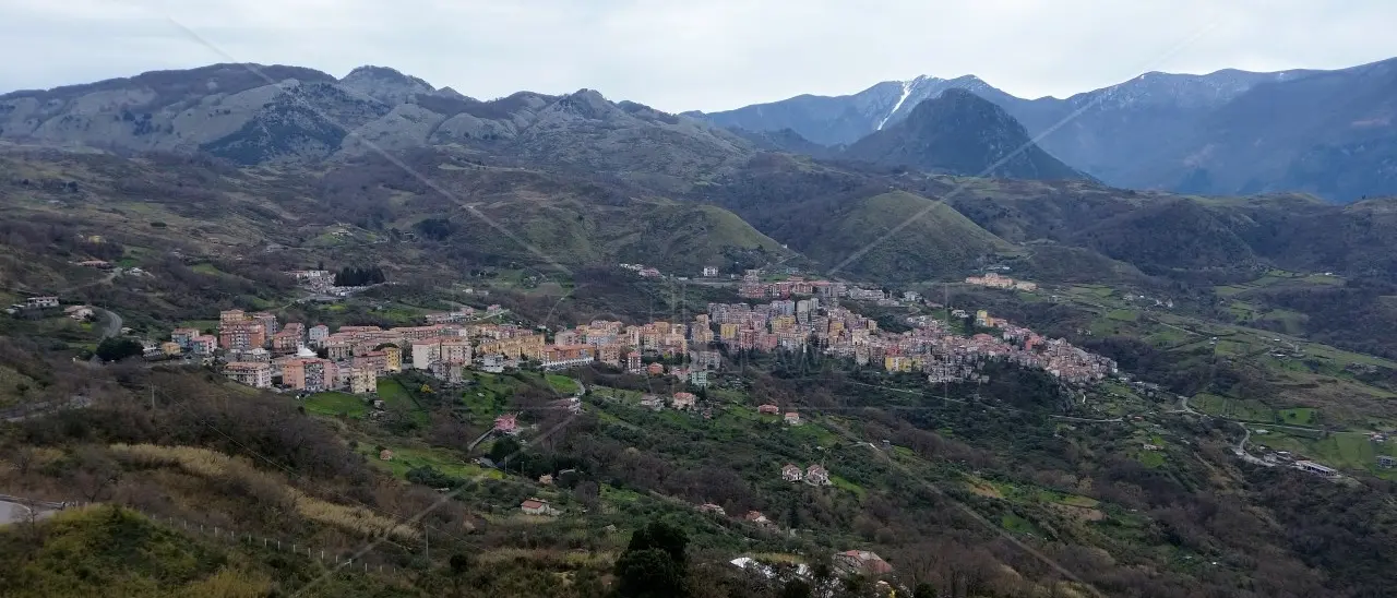 Le “vacche sacre” di Verbicaro saranno rinchiuse in un recinto e sottoposte a controlli