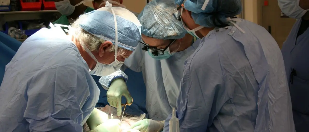 Trapianto di rene da maiale a uomo, il primo intervento a Boston: «Il paziente continua a migliorare»