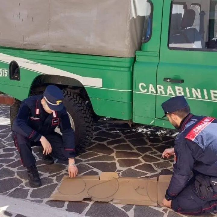 Trappole per la caccia illegale scoperte nel parco della Sila, denunciato un bracconiere crotonese