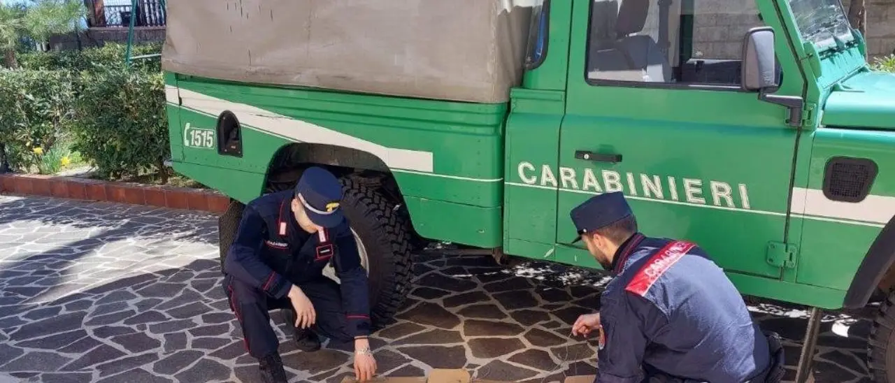 Trappole per la caccia illegale scoperte nel parco della Sila, denunciato un bracconiere crotonese
