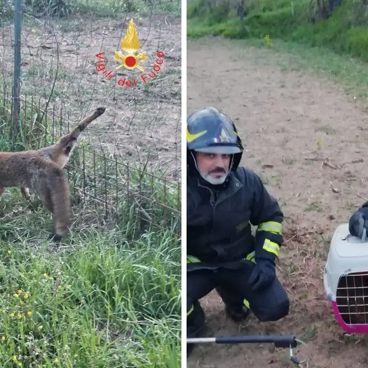 Piccola volpe s’impiglia con la zampa in una rete, salvata dai vigili del fuoco di Chiaravalle
