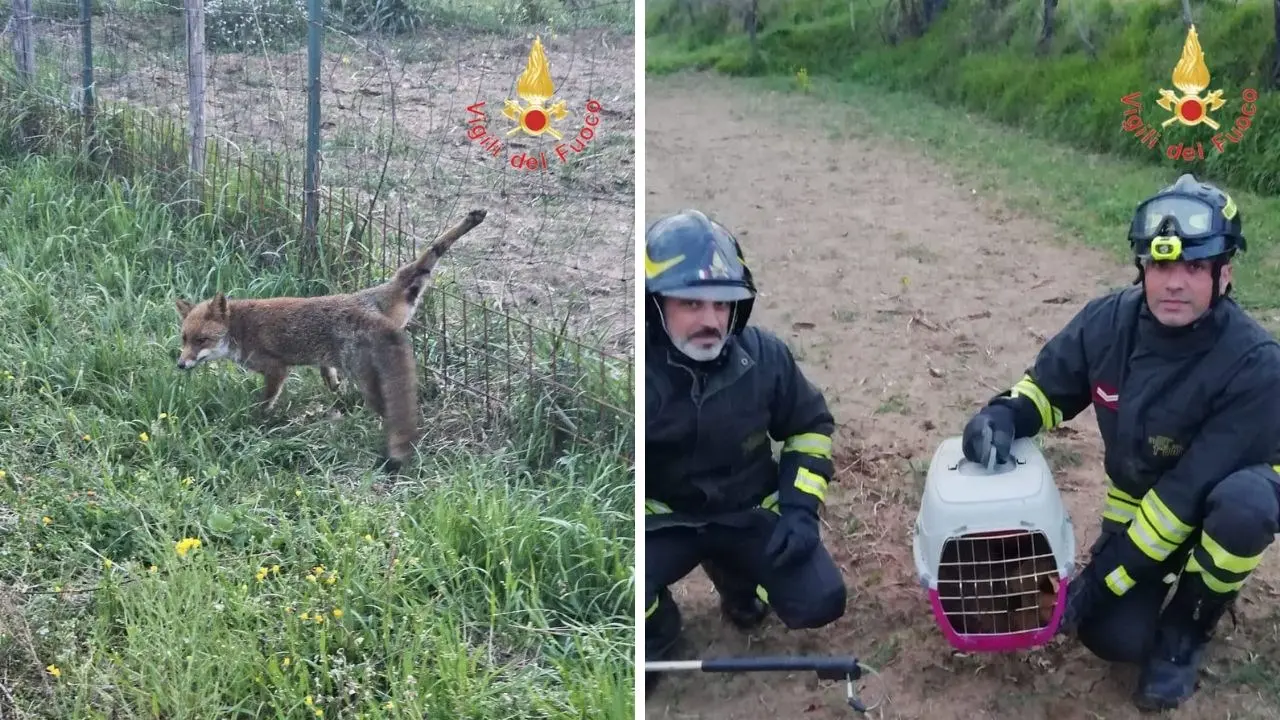 Piccola volpe s’impiglia con la zampa in una rete, salvata dai vigili del fuoco di Chiaravalle