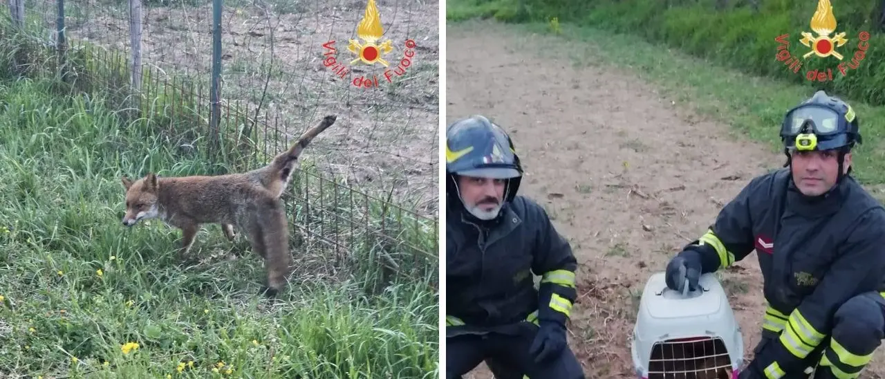 Piccola volpe s’impiglia con la zampa in una rete, salvata dai vigili del fuoco di Chiaravalle