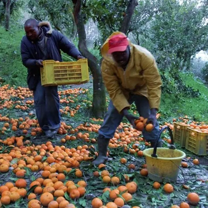 Nei campi un lavoratore su tre è straniero, Confagricoltura: «Bene il click day ma aumentare i posti»