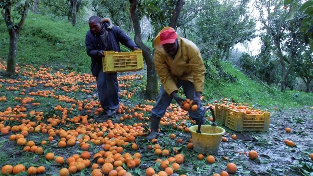 Nei campi un lavoratore su tre è straniero, Confagricoltura: «Bene il click day ma aumentare i posti»