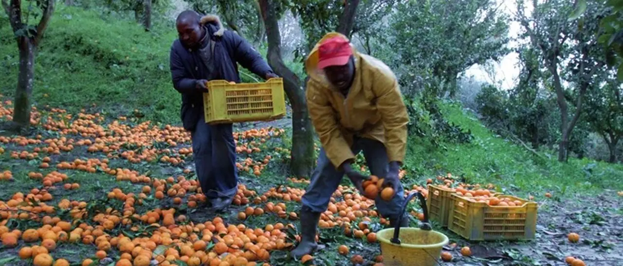Nei campi un lavoratore su tre è straniero, Confagricoltura: «Bene il click day ma aumentare i posti»