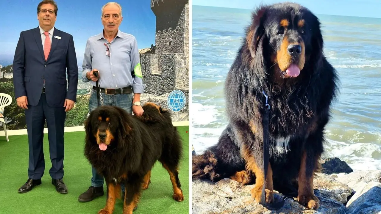 È calabrese uno dei cani più belli, ora Victory punta a conquistare il primo posto al mondo