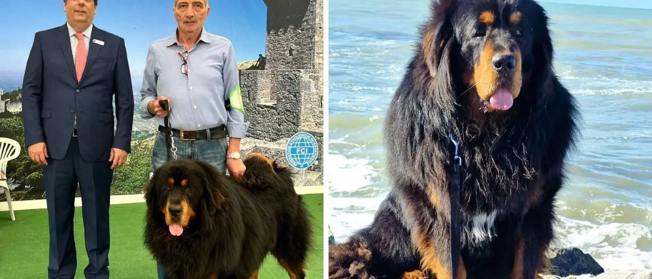 È calabrese uno dei cani più belli, ora Victory punta a conquistare il primo posto al mondo