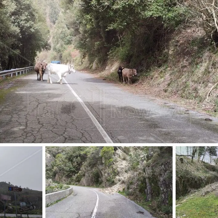 Mucche al pascolo, zero lampioni e frane ovunque: viaggio sulla vecchia provinciale che sostituirà la Jonio-Tirreno