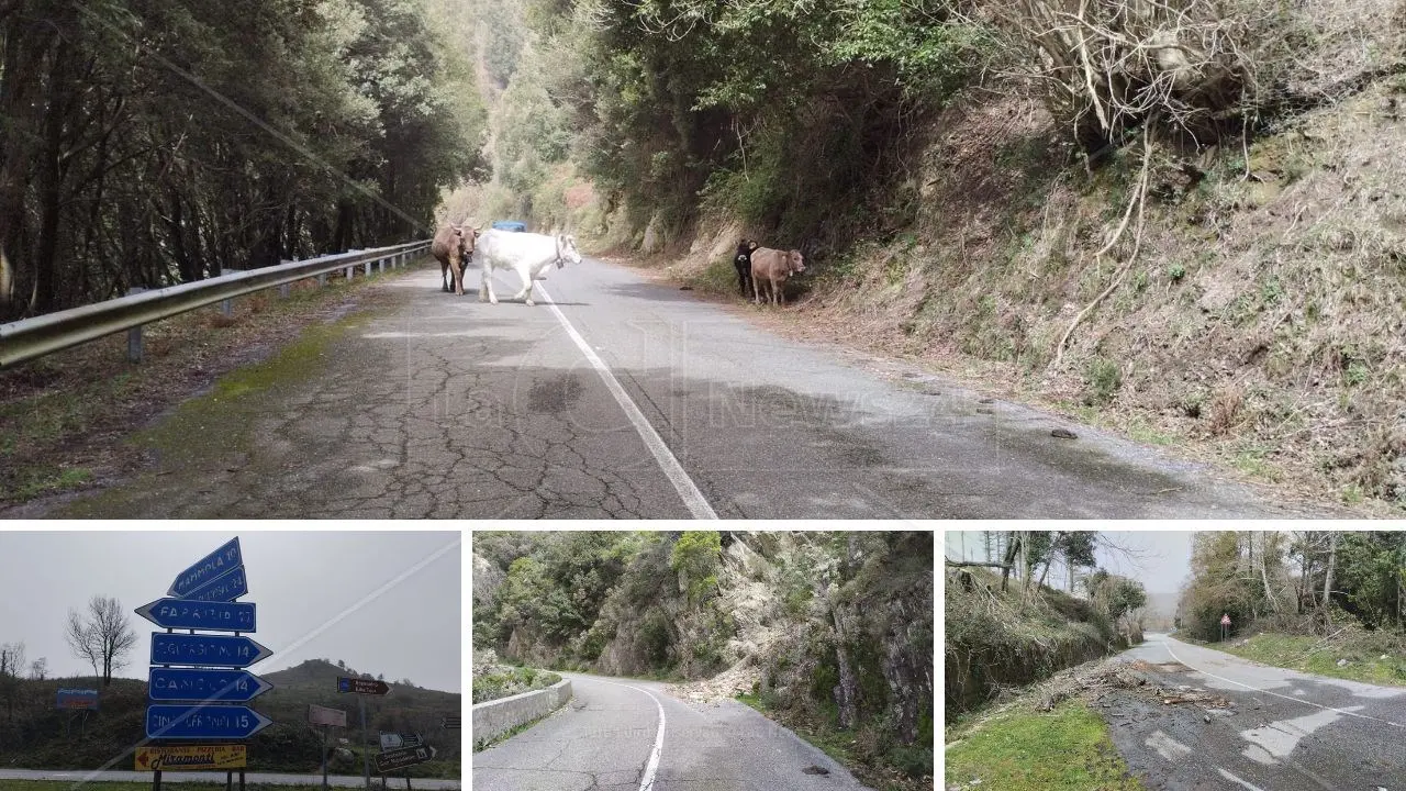 Mucche al pascolo, zero lampioni e frane ovunque: viaggio sulla vecchia provinciale che sostituirà la Jonio-Tirreno