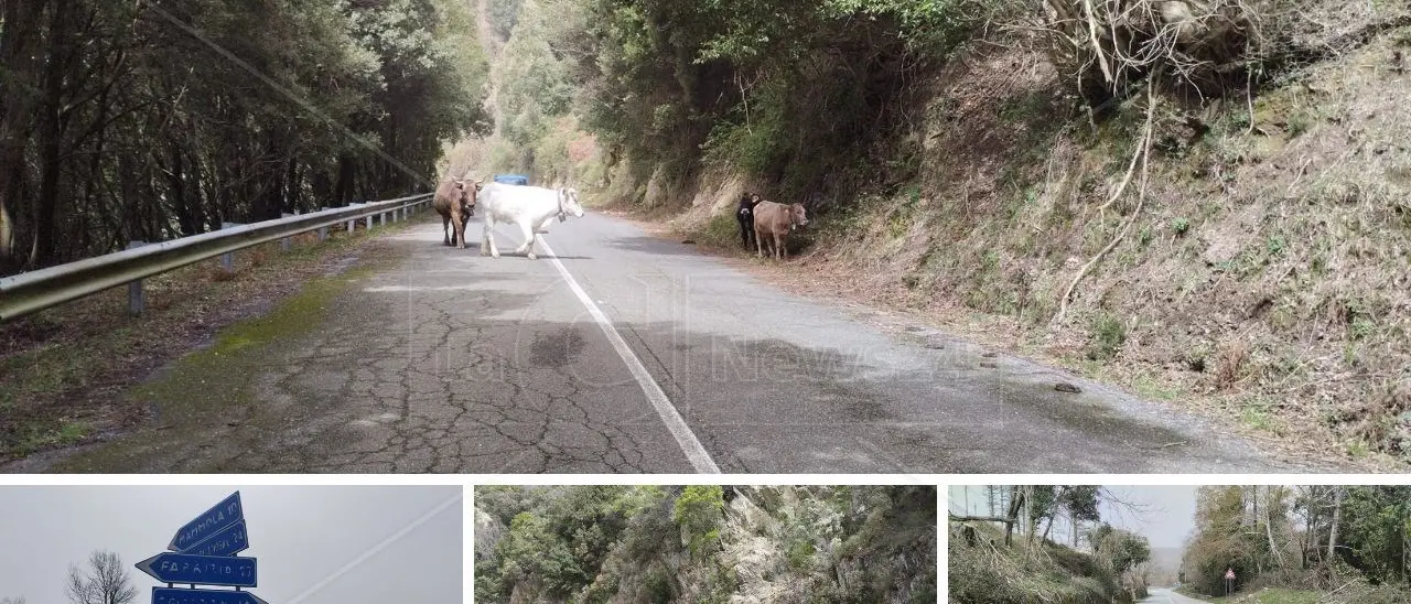 Mucche al pascolo, zero lampioni e frane ovunque: viaggio sulla vecchia provinciale che sostituirà la Jonio-Tirreno