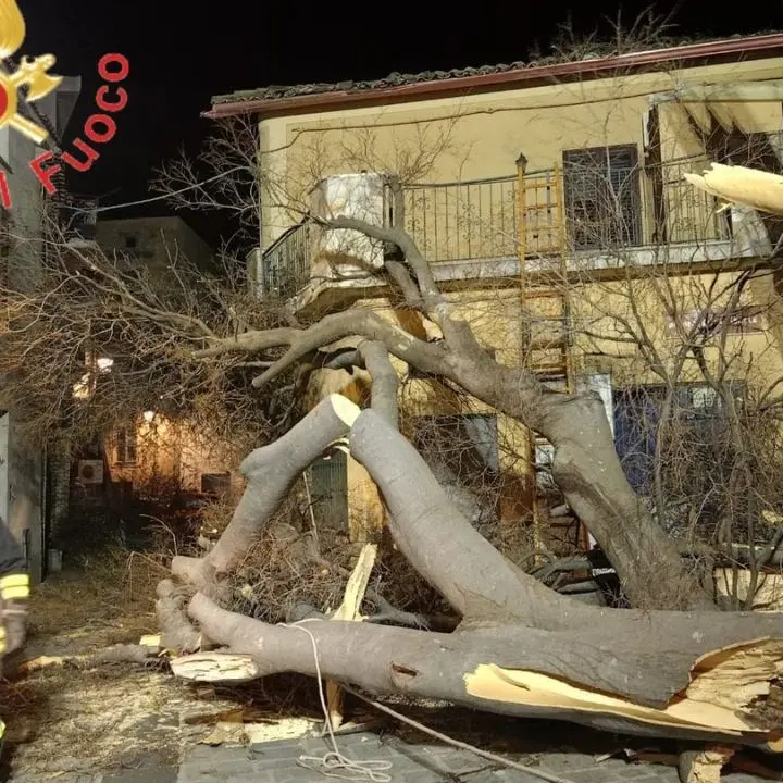 Raffiche di vento nel Catanzarese: si spezza il secolare Albero della Libertà di Belcastro
