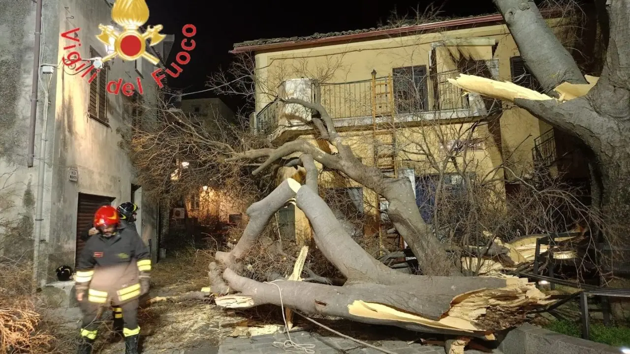 Raffiche di vento nel Catanzarese: si spezza il secolare Albero della Libertà di Belcastro
