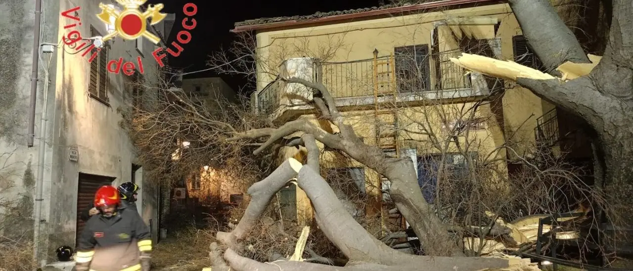 Raffiche di vento nel Catanzarese: si spezza il secolare Albero della Libertà di Belcastro