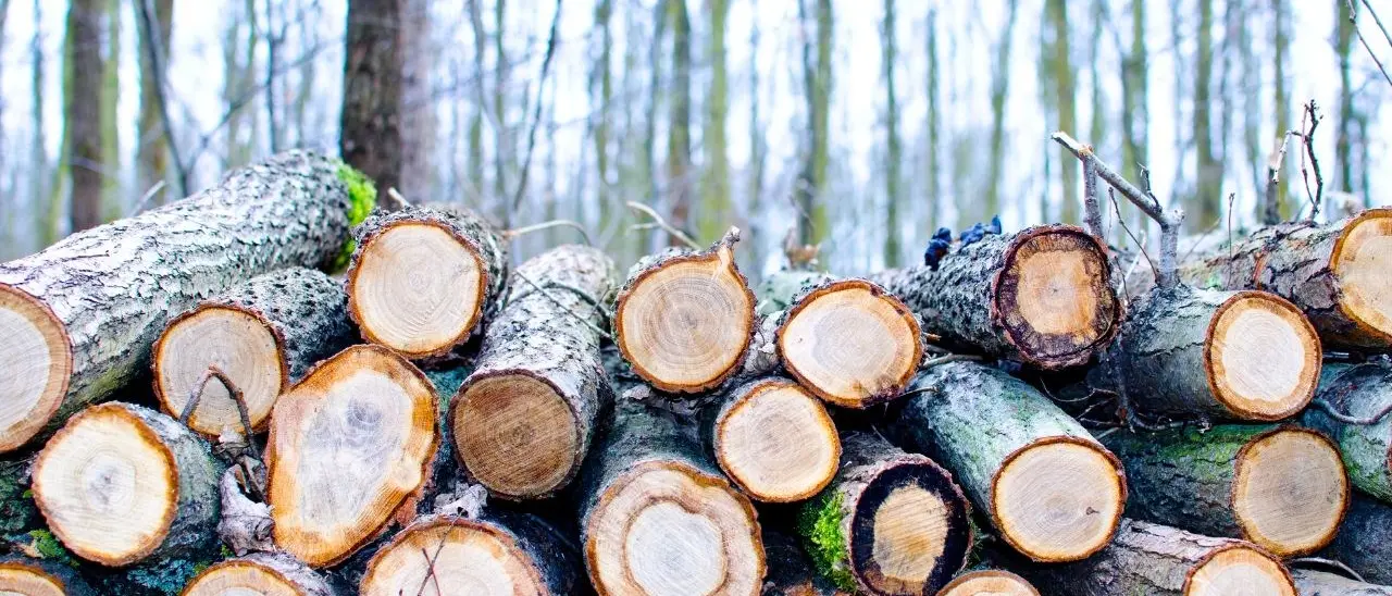 Incidente sul lavoro in Basilicata, operaio calabrese di 37 anni muore travolto da alcuni tronchi