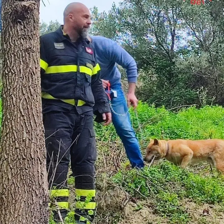 Catanzaro, cane domestico accerchiato e attaccato da un branco di cinghiali: salvato dai vigili del fuoco