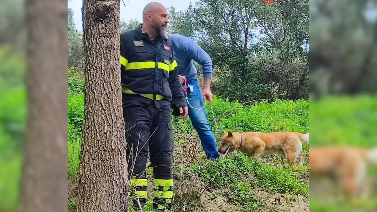 Catanzaro, cane domestico accerchiato e attaccato da un branco di cinghiali: salvato dai vigili del fuoco