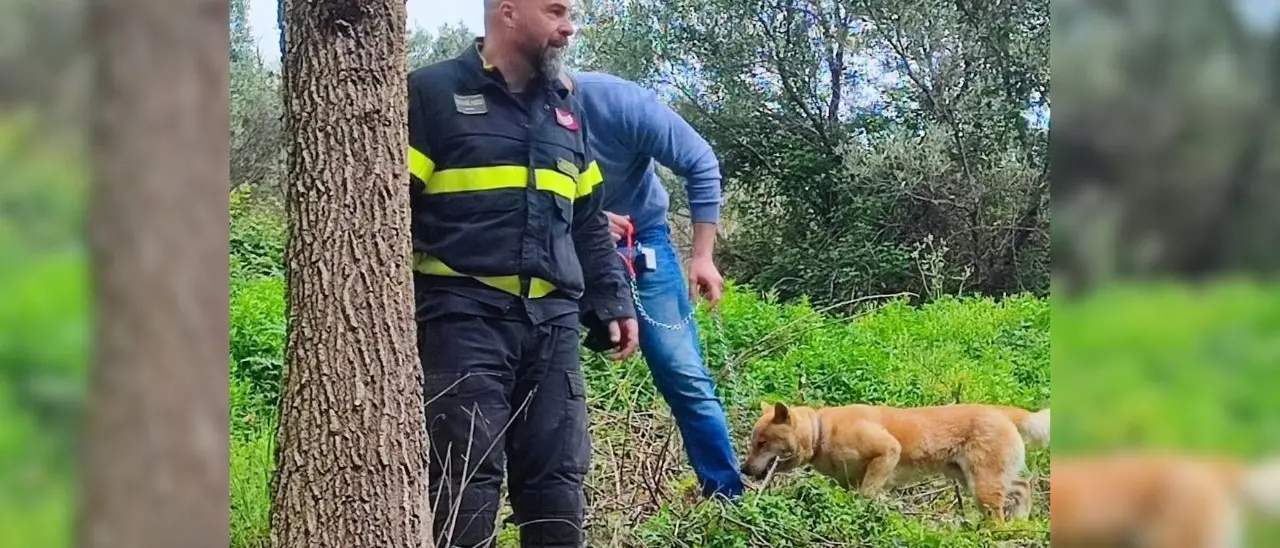Catanzaro, cane domestico accerchiato e attaccato da un branco di cinghiali: salvato dai vigili del fuoco