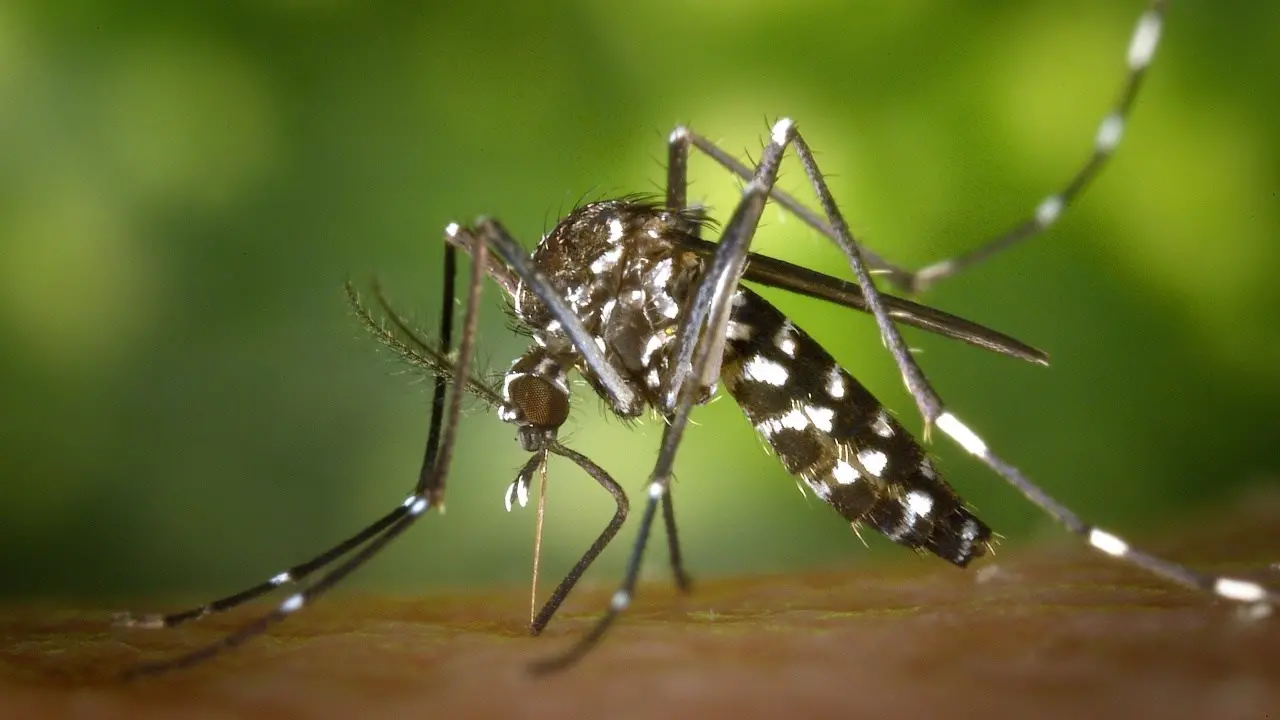 Genova, ricoverato un ragazzo affetto da Dengue rientrato dall’Argentina: è stato già dimesso