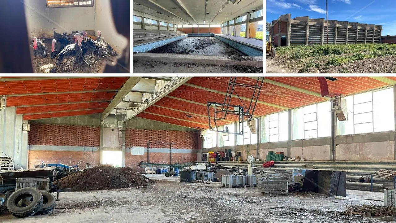 C’era anche un allevamento di tacchini nel palazzetto dello Sport di Insiti restituito al Comune di Corigliano Rossano