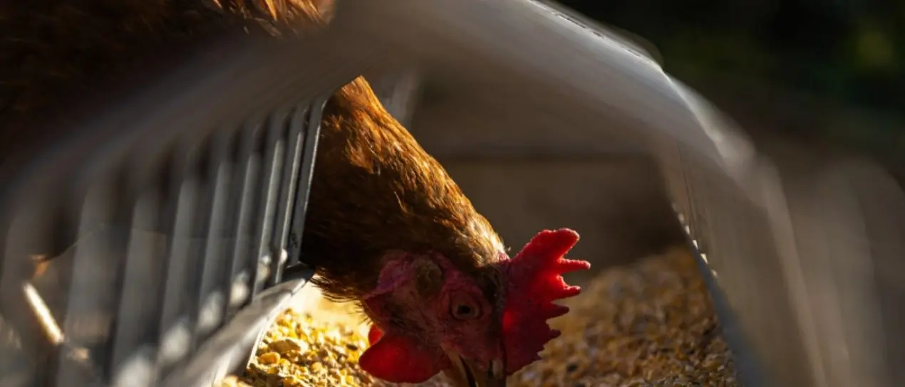 Aviaria, il virus continua a diffondersi anche in Europa: «Preoccupa il rischio pandemia»