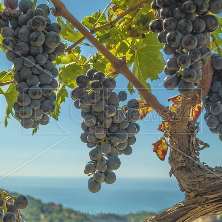 La Calabria può vantare l’epoca dell’Enotria che ha preceduto di alcuni secoli la Magna Grecia. La teoria dell’Alberello Enotrio