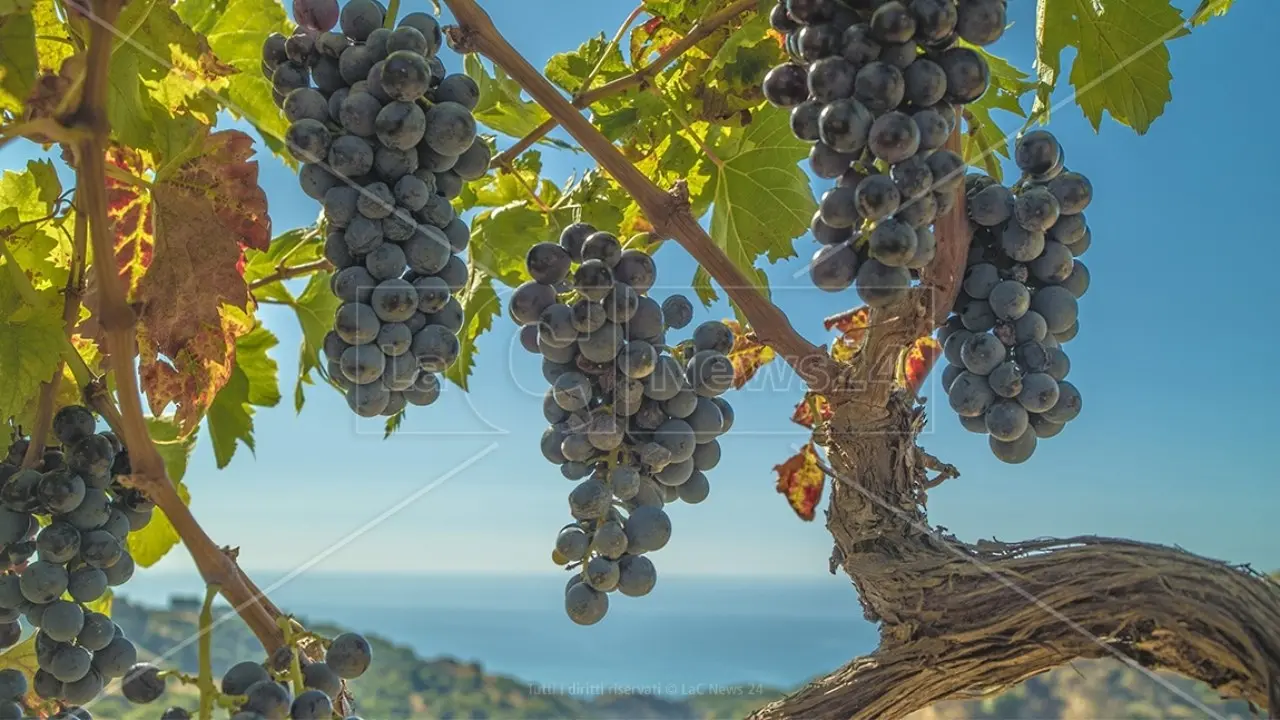 La Calabria può vantare l’epoca dell’Enotria che ha preceduto di alcuni secoli la Magna Grecia. La teoria dell’Alberello Enotrio