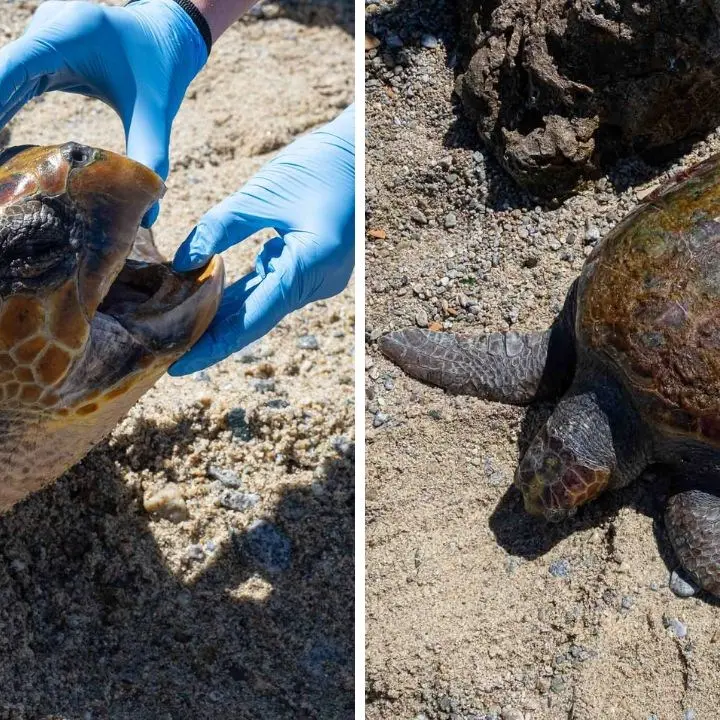 Tartaruga dilaniata dall’elica di una barca trovata in fin di vita tra gli scogli di Villa San Giovanni