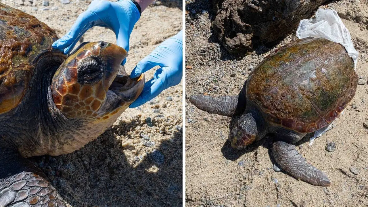 Tartaruga dilaniata dall’elica di una barca trovata in fin di vita tra gli scogli di Villa San Giovanni