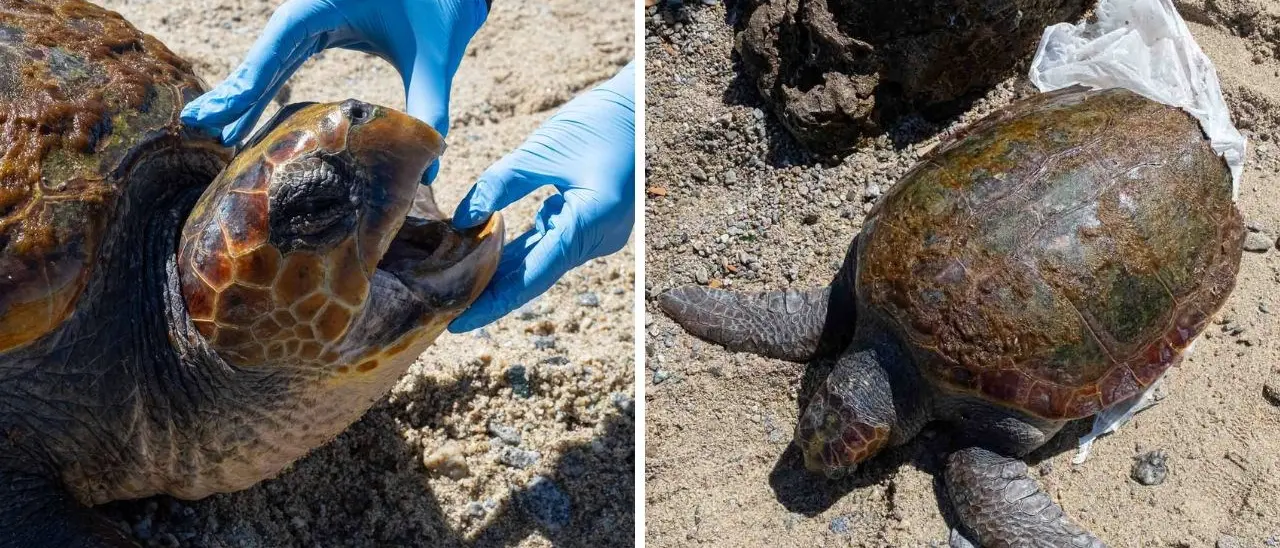 Tartaruga dilaniata dall’elica di una barca trovata in fin di vita tra gli scogli di Villa San Giovanni