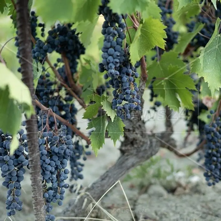La Calabria al Vinitaly punta a una proposta unitaria, ma ora conteranno i contenuti e il racconto identitario