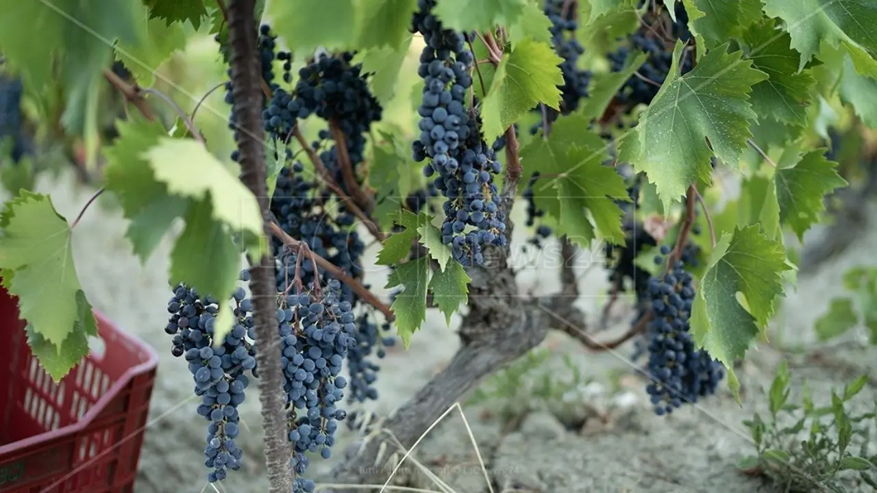 La Calabria al Vinitaly punta a una proposta unitaria, ma ora conteranno i contenuti e il racconto identitario