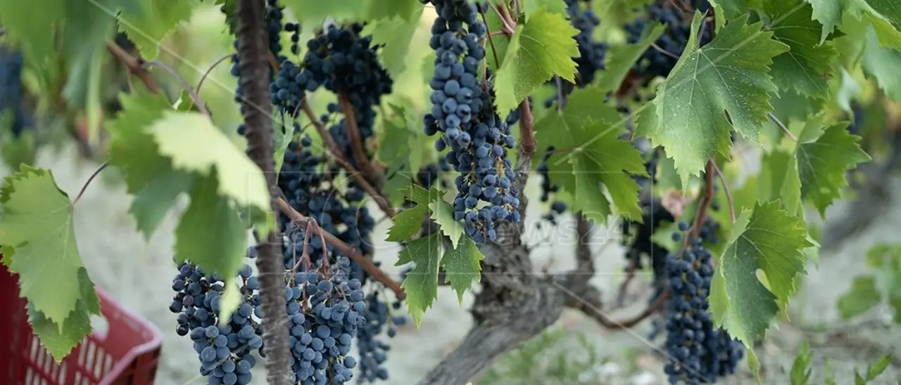 La Calabria al Vinitaly punta a una proposta unitaria, ma ora conteranno i contenuti e il racconto identitario