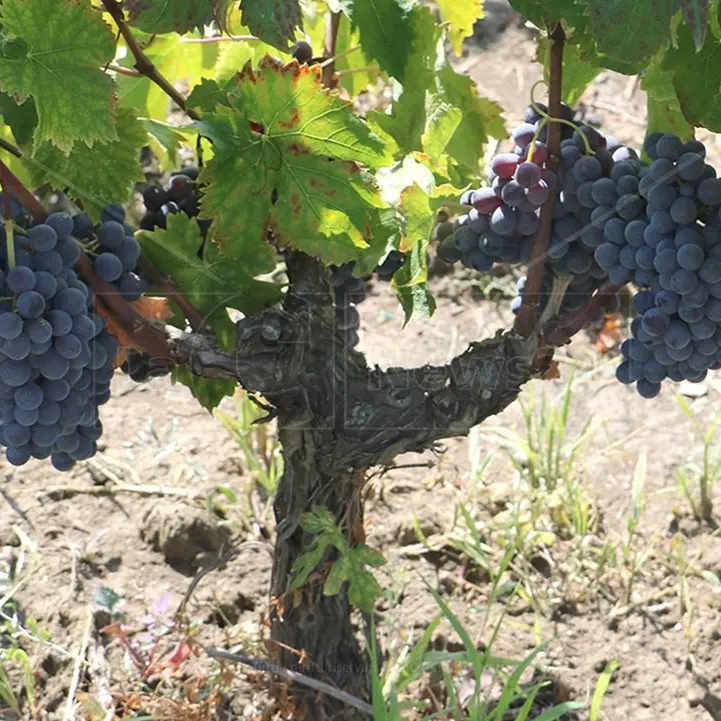 Enotria, Magna Grecia: le radici del futuro. Domenica 14 al Vinitaly un convegno di Regione Calabria e Arsac
