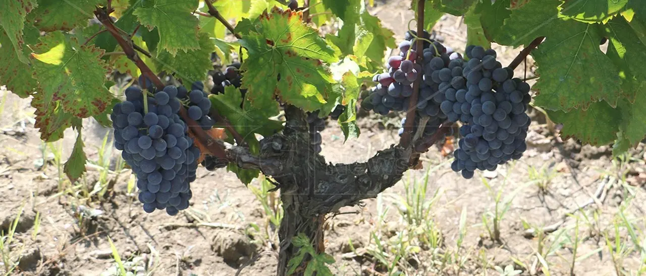 Enotria, Magna Grecia: le radici del futuro. Domenica 14 al Vinitaly un convegno di Regione Calabria e Arsac