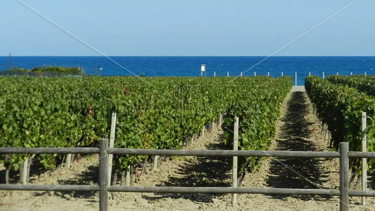 La Calabria inaugurerà il Vinitaly con un incontro dedicato ai vini dell’area del Cirò